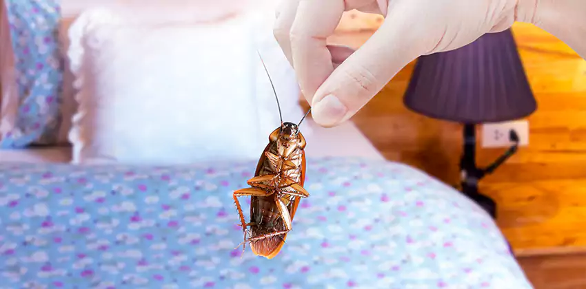 bed-bug-exterminator in Chula Vista, CA