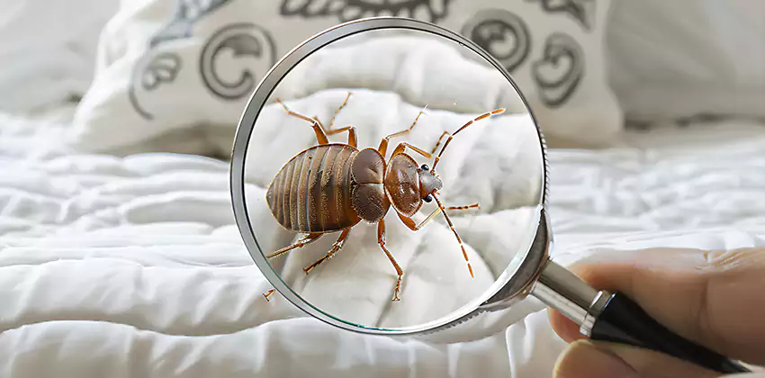 bed-bug-pest-control in Chula Vista, CA