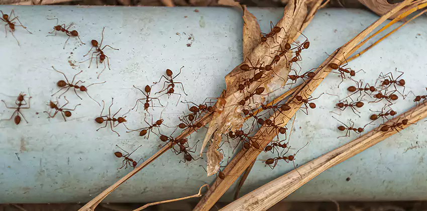 Fire Ant Extermination in Yards, Parks, and Outdoor Spaces Chula Vista, CA