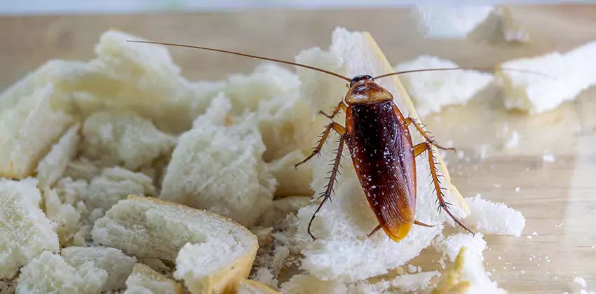 Cockroach Pest Control for Bedrooms in Chula Vista, CA