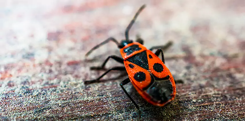 Flea Control for Humans Chula Vista, CA