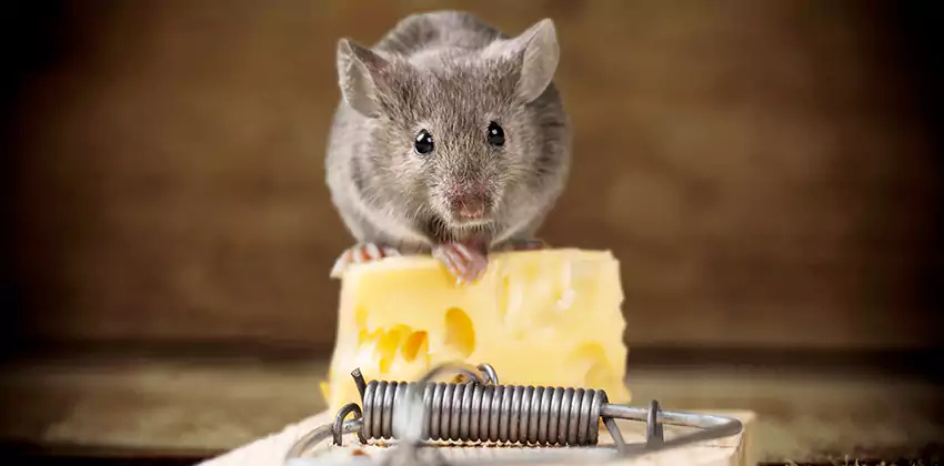 Mice Extermination for Bedrooms in Chula Vista, CA