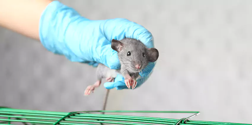 Rat Inspection for Bedrooms Chula Vista, CA