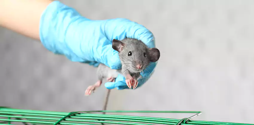 Rodent Extermination for Families with Children & Pets Chula Vista, CA