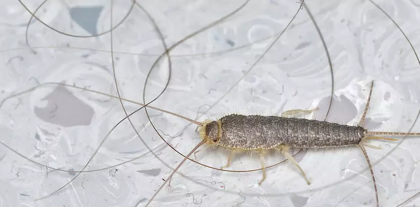 Silverfish Control for Bedrooms Chula Vista, CA