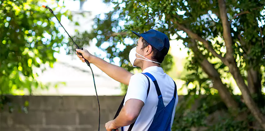 Wasp Control for Bedrooms Chula Vista, CA