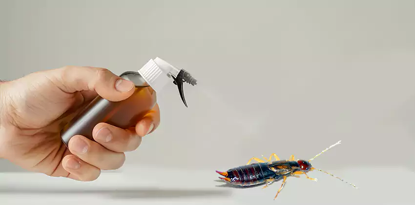 earwig-control in Chula Vista, CA