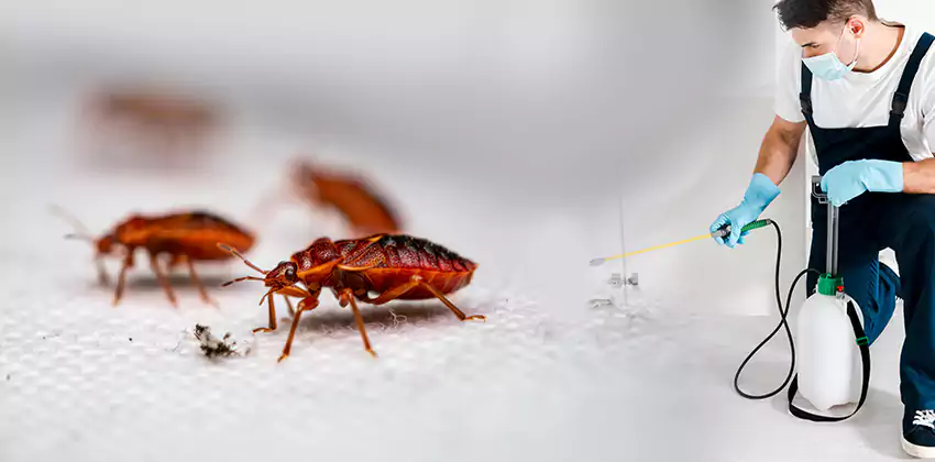 flea-control in Chula Vista, CA