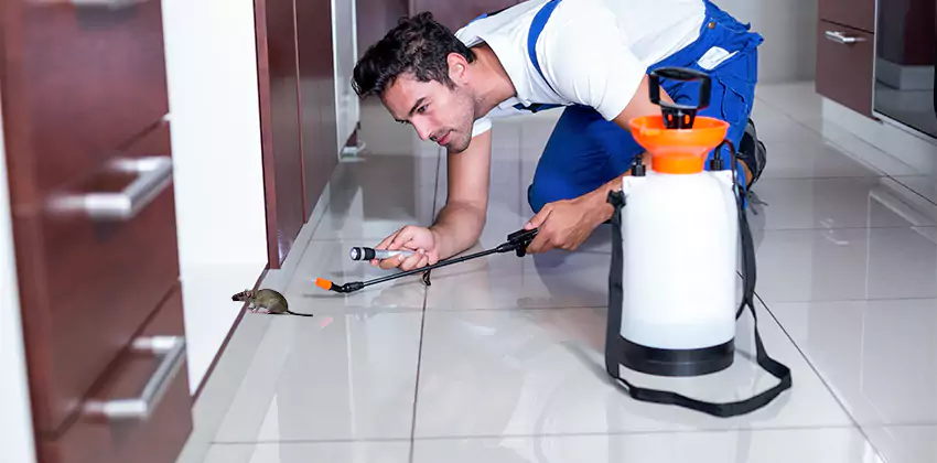 rat-control in Chula Vista, CA