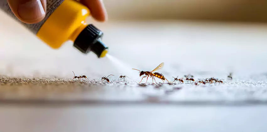 residential-pest in Chula Vista, CA