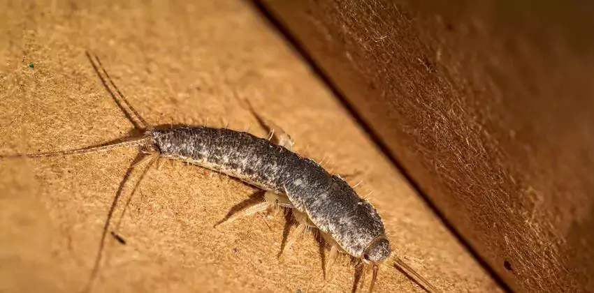 silverfish-control in Chula Vista, CA