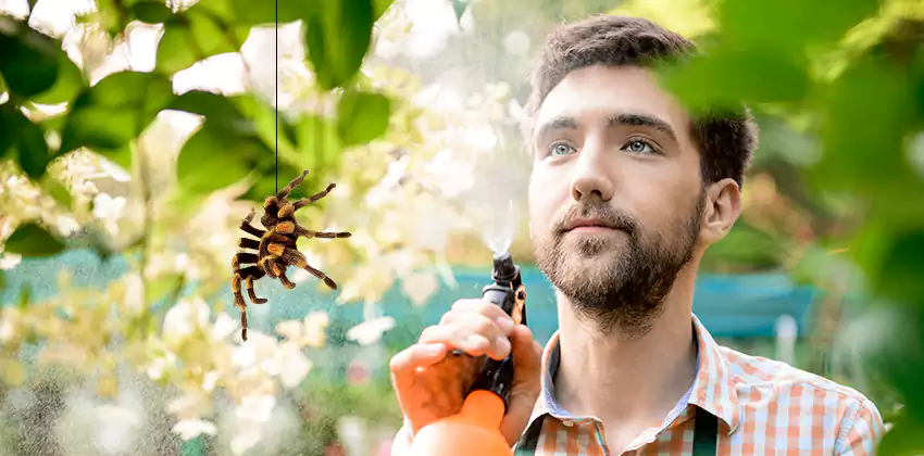 spider-exterminator in Chula Vista, CA