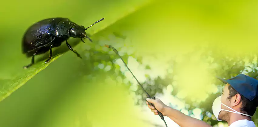 tick-control in Chula Vista, CA