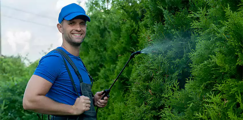 wasp-pest-control in Chula Vista, CA