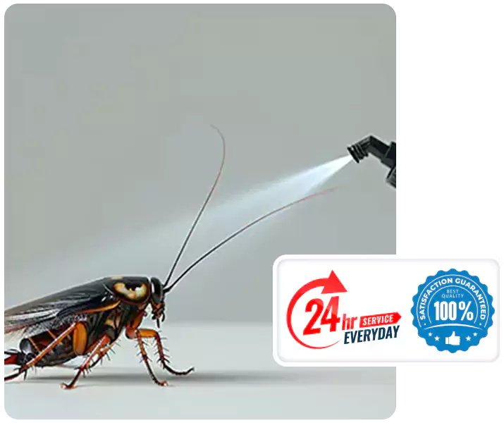 About Cockroach Pest Control Chula Vista
