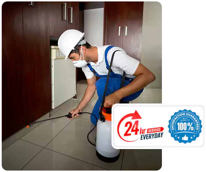 About Termite Treatment Chula Vista